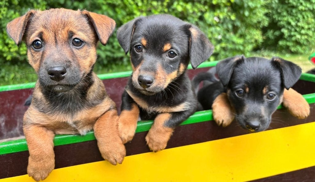 Jack Russell pups | Laagbenig | Kortharig, Dieren en Toebehoren, Honden | Jack Russells en Terriërs, Jack Russell Terriër, Reu