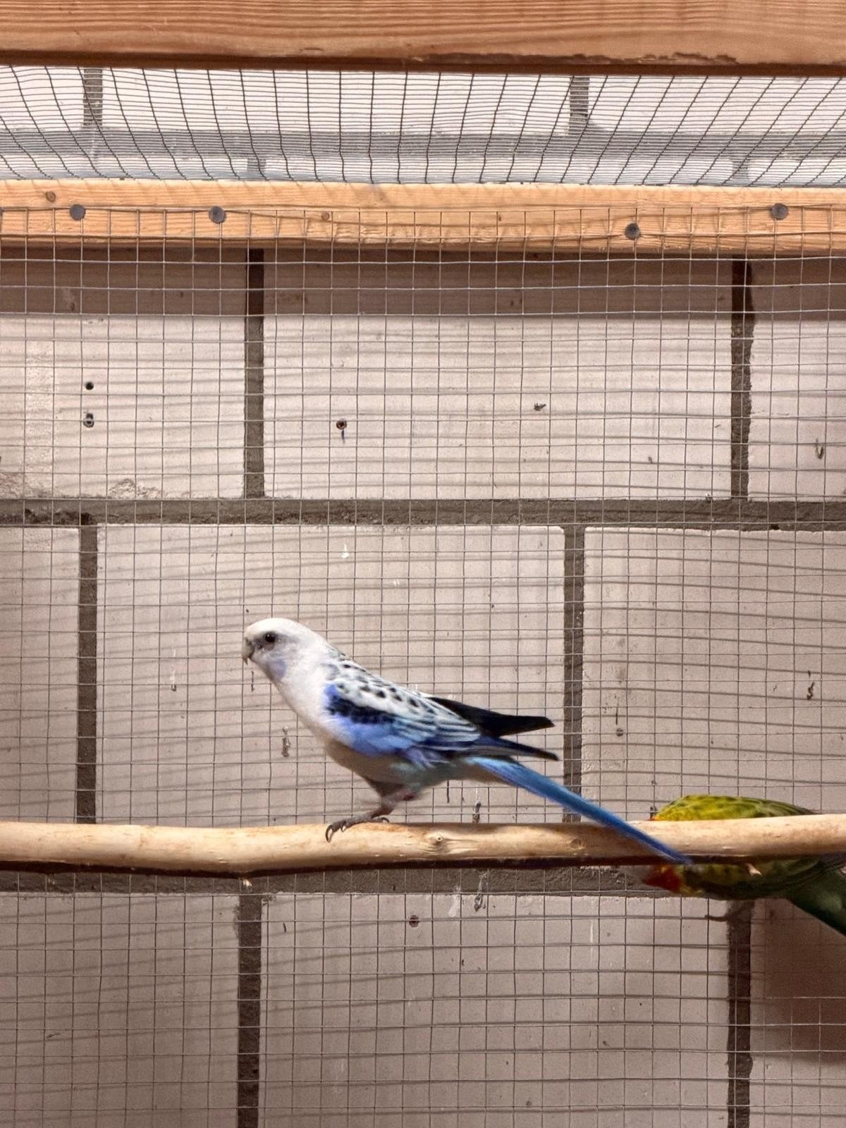 rosella Blauw/gold x golden pop / blauw, Meerdere dieren, Parkiet, Geringd