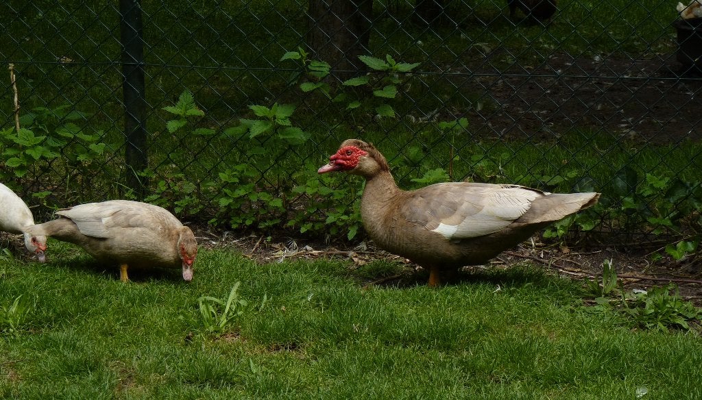 Fraaie Muskuseend, Dieren en Toebehoren, Pluimvee, Meerdere dieren, Eend