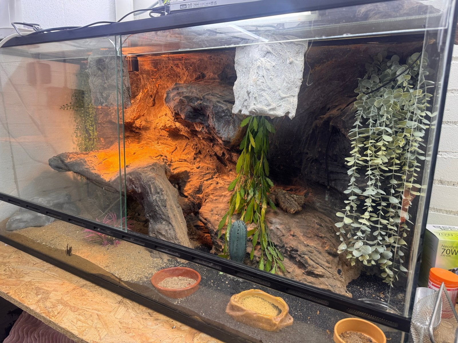 terraium met blacknight luipaard gekko, Ophalen of Verzenden