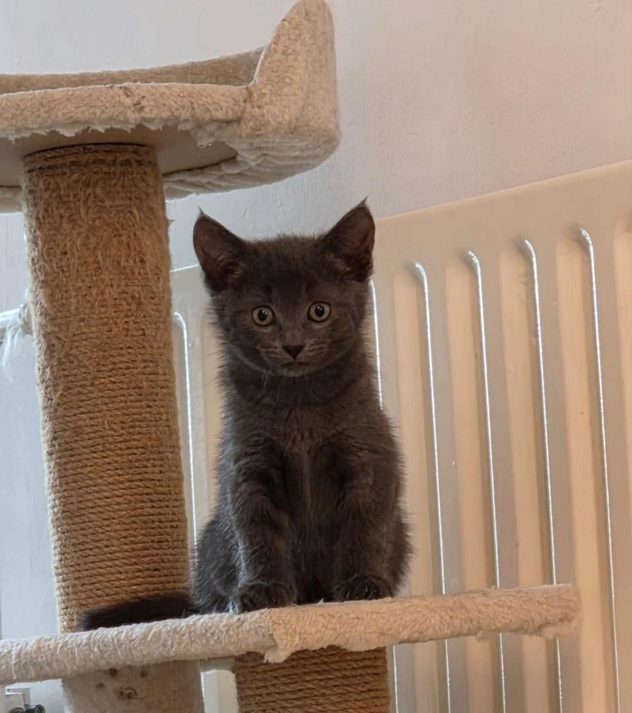 Donker grijze kitten, Dieren en Toebehoren, Katten en Kittens | Raskatten | Korthaar, Kater, Ontwormd