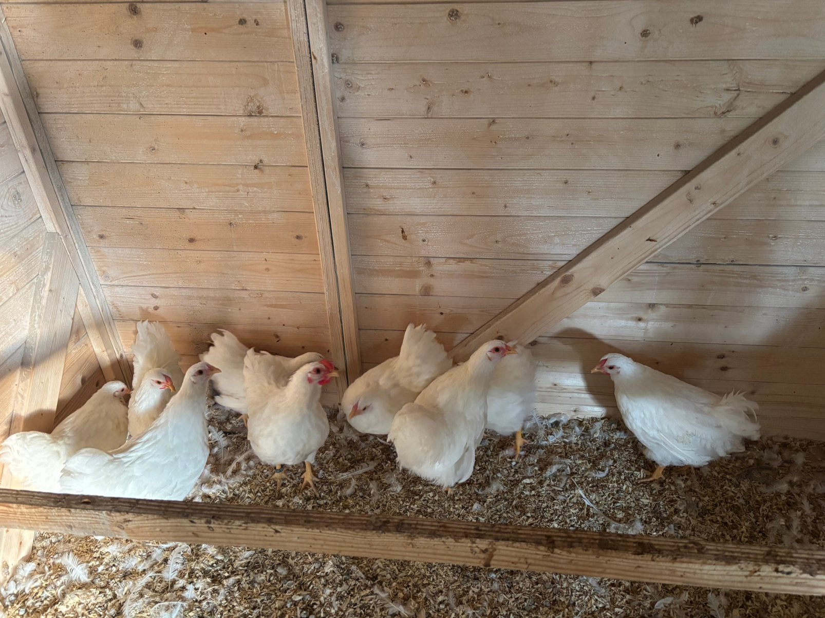 Raszuivere Wyandotte kriel wit hanen, Dieren en Toebehoren, Pluimvee, Mannelijk, Kip