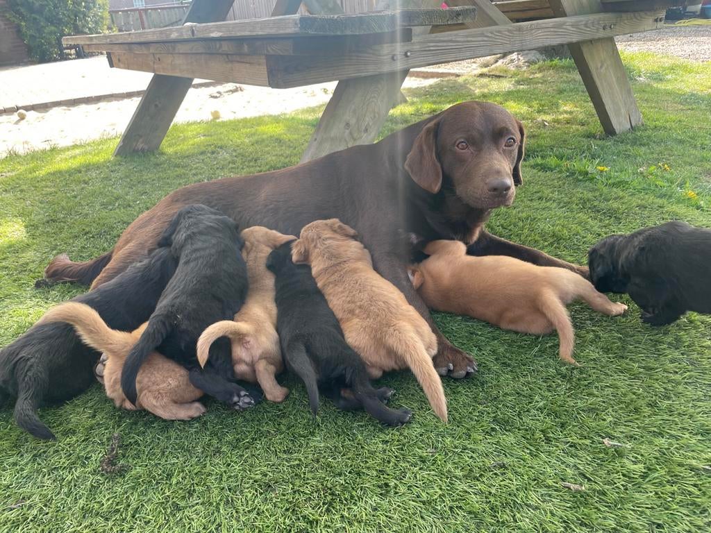 Kruising Labrador met Golden retriever, Dieren en Toebehoren, Honden | Retrievers, Spaniëls en Waterhonden, 8 tot 15 weken, Labrador retriever