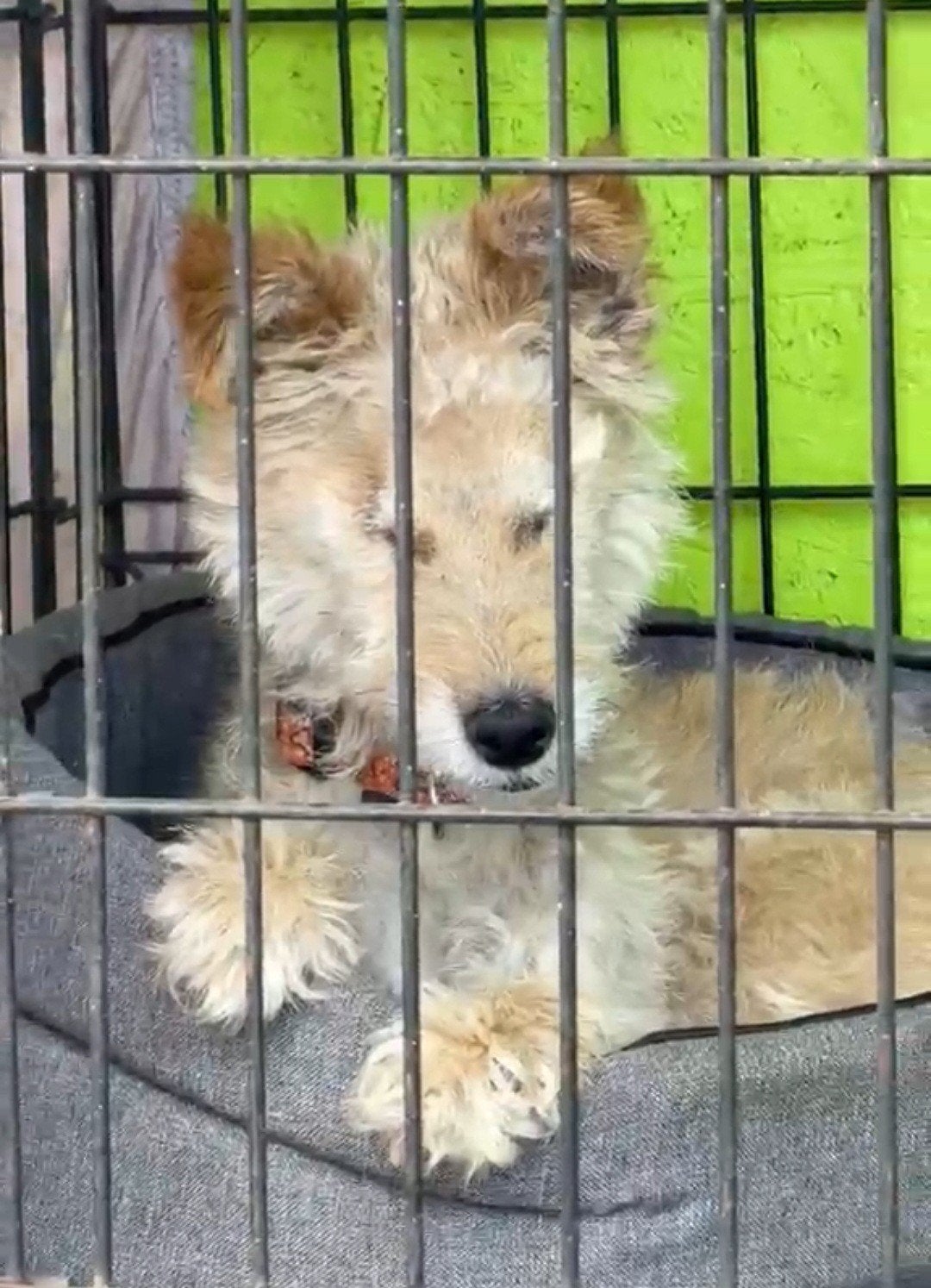 iemand een plekje voor dit kleine meisje?, Dieren en Toebehoren, Particulier, Overige rassen, Buitenland, Teef