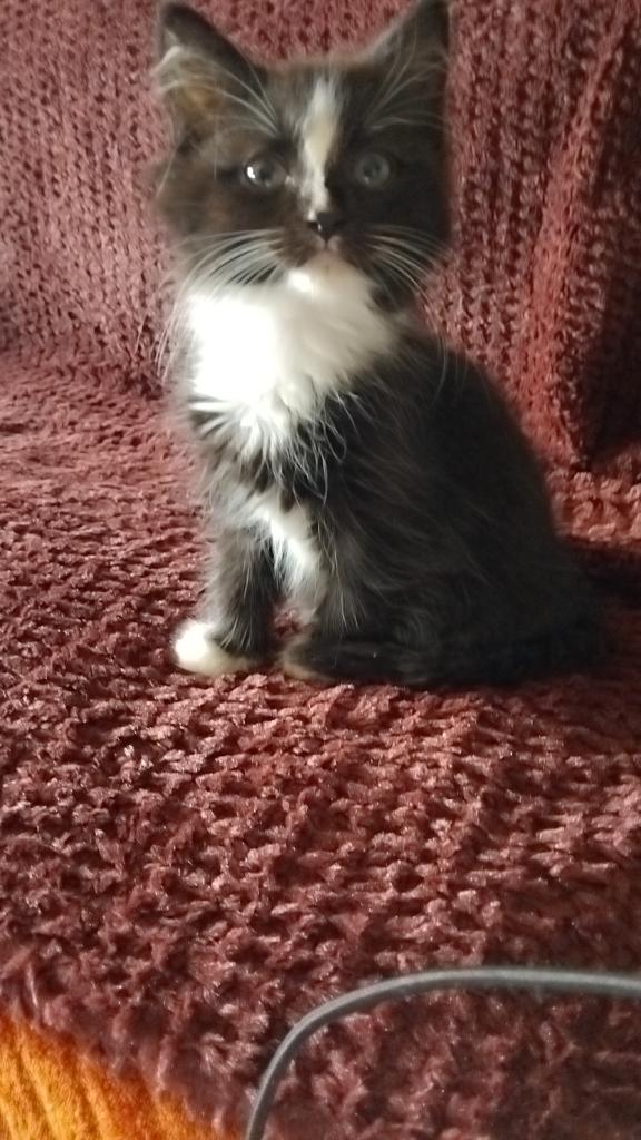 Lieve kitten zoekt baasje, Geslacht onbekend, Ontwormd, 0 tot 2 jaar