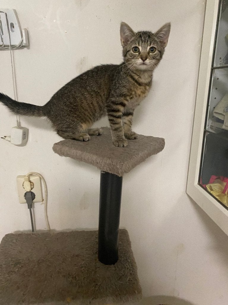 tekoop liefe kittens, Meerdere dieren, Kortharig, 0 tot 2 jaar