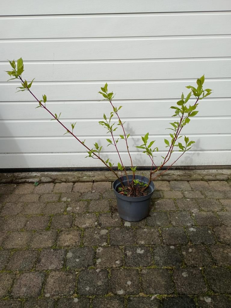 Goed gewortelde, biologische, Cornus Alba, Tuin en Terras, Planten | Struiken en Hagen, Ophalen, Overige soorten, Struik, 100 tot 250 cm