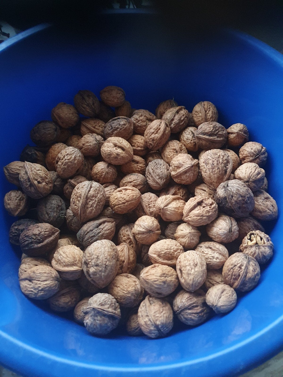 5 kilo nijes, Ophalen of Verzenden