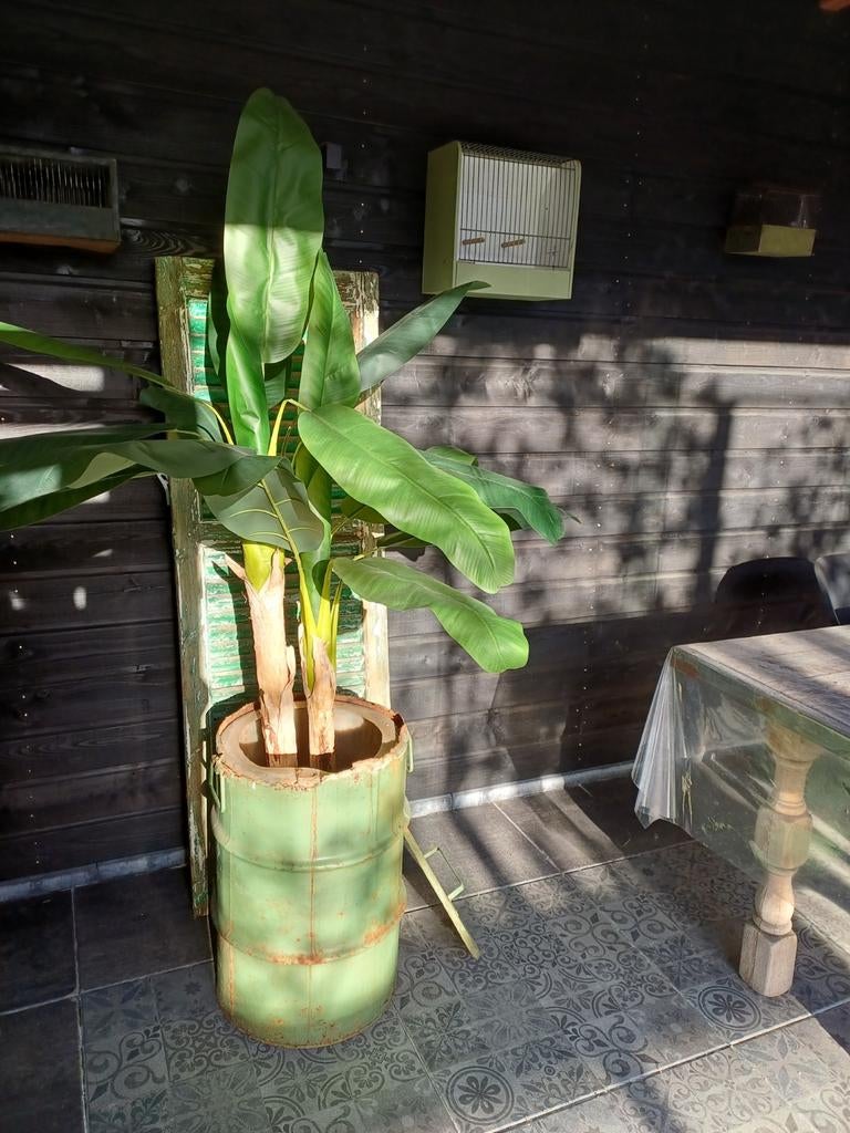 Grote bananenplant (ca. 170 cm) van Intratuin, Huis en Inrichting, Kamerplanten, Ophalen, Overige soorten, Halfschaduw, In pot