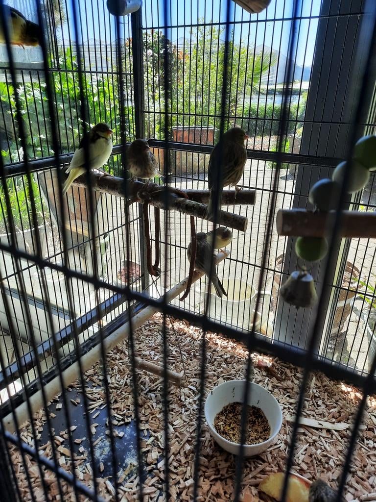 Kanaries te koop, Dieren en Toebehoren, Vogels | Kanaries, Meerdere dieren, Kleurkanarie