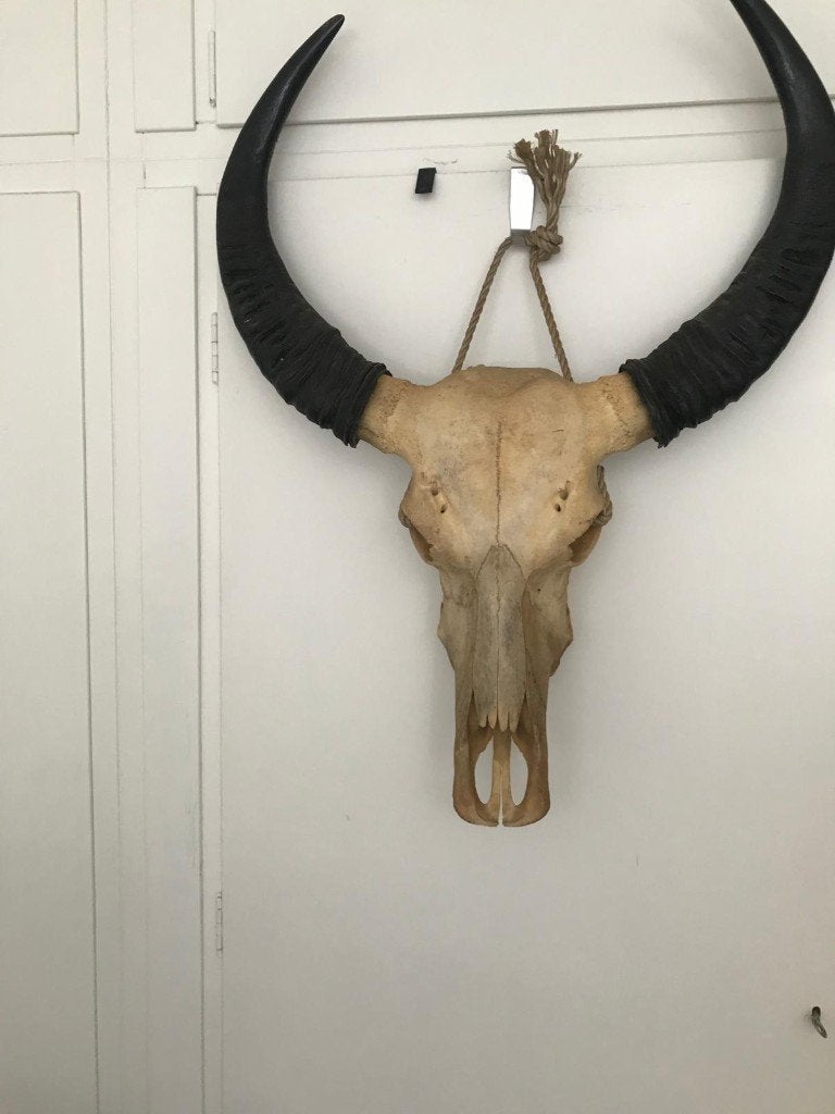 decoratie  schedel, Ophalen, Gebruikt, Overige typen