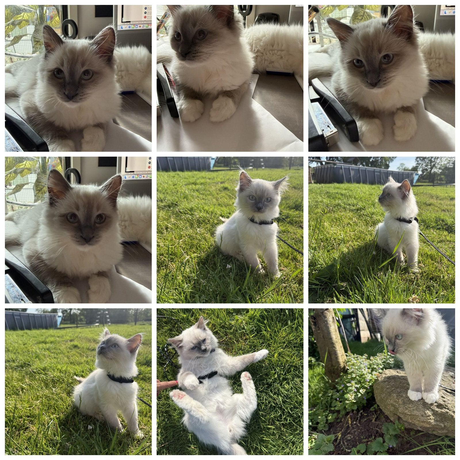 Ragdoll kitten kater – met stamboom – direct beschikbaar, Kater, Met stamboom, 0 tot 2 jaar
