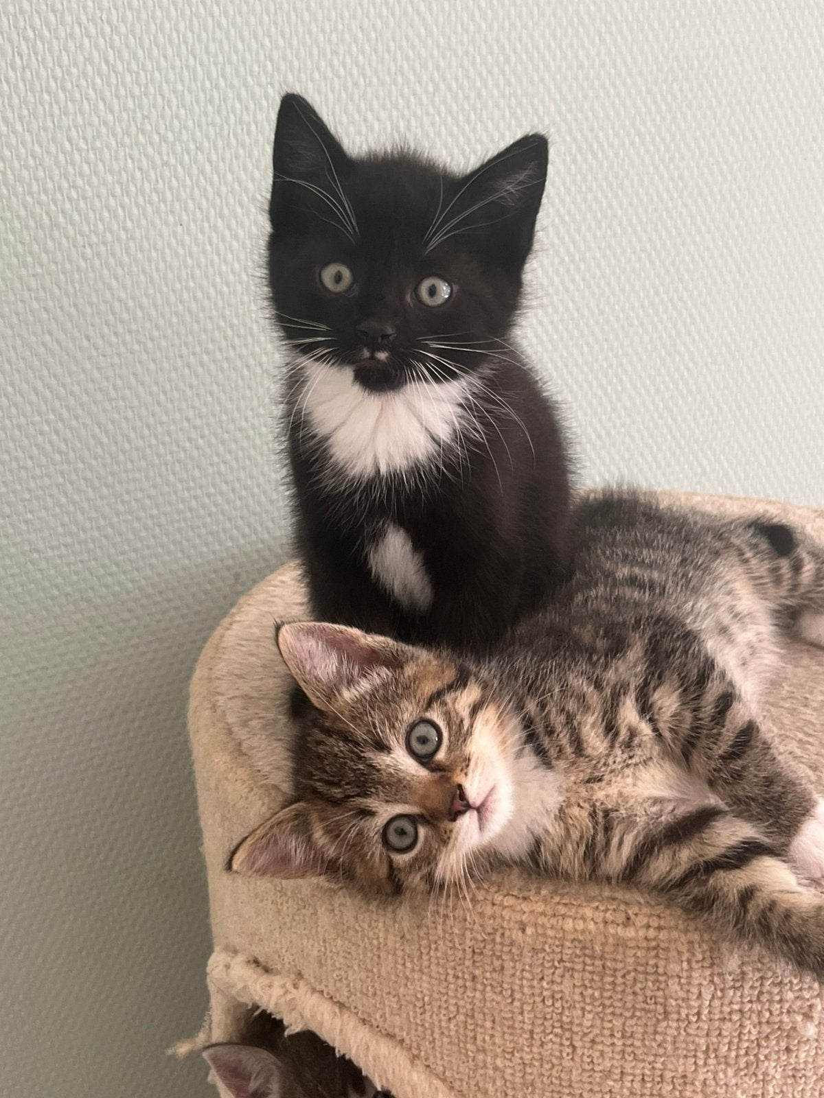 Kittens grijs en divers(50€), Meerdere dieren