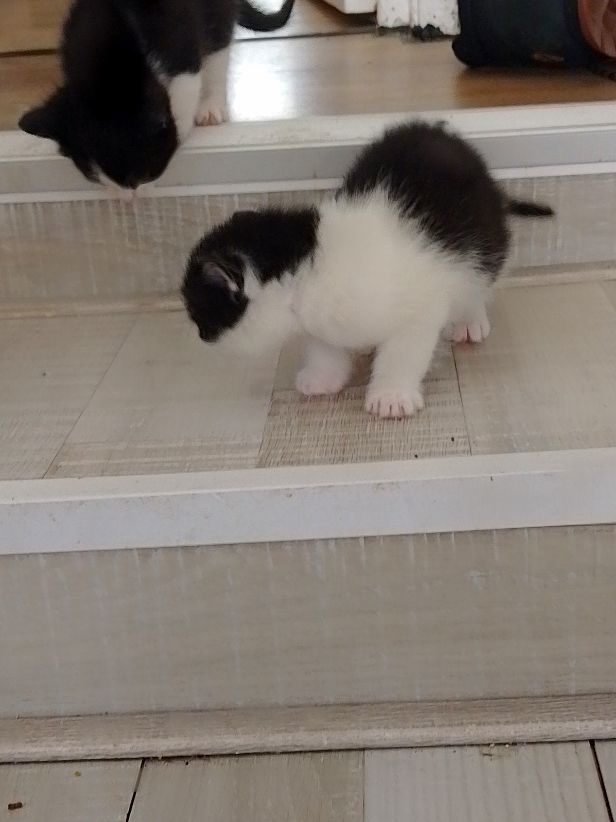 Kittens