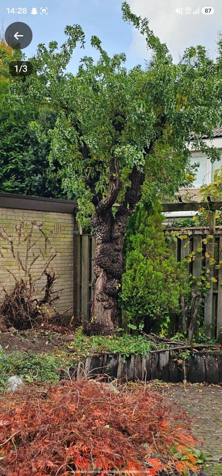 GRATIS Brandhout, Ophalen of Verzenden