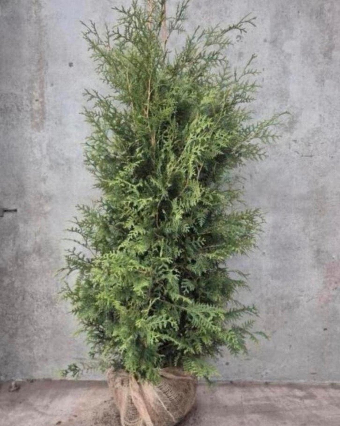 Coniferen THUJA Brabant AKTIE, Ophalen of Verzenden, Conifeer, 100 tot 250 cm