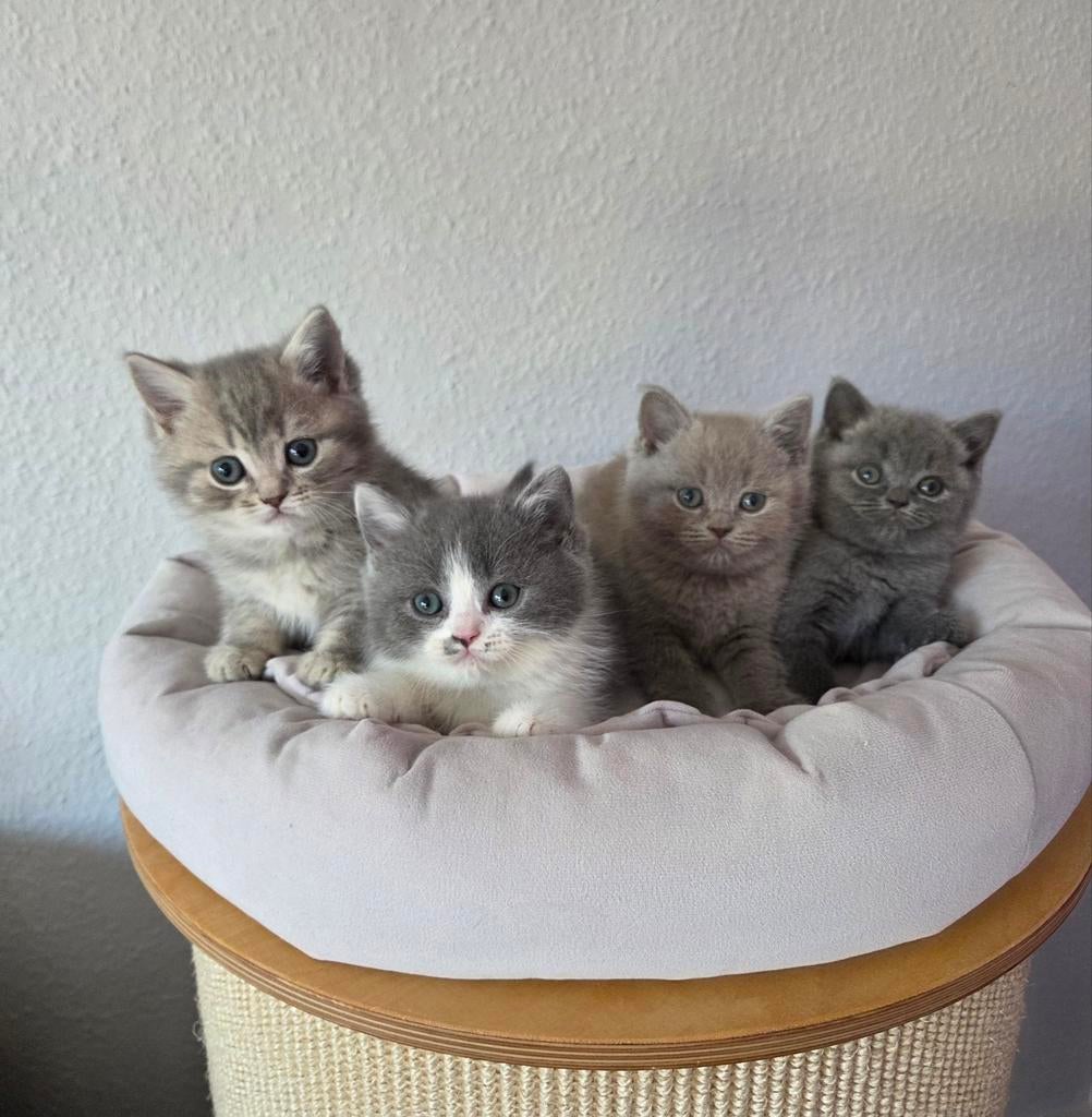 Britse korthaar kittens met stamboom lilac blue golden tabby, Meerdere dieren, Met stamboom, 0 tot 2 jaar