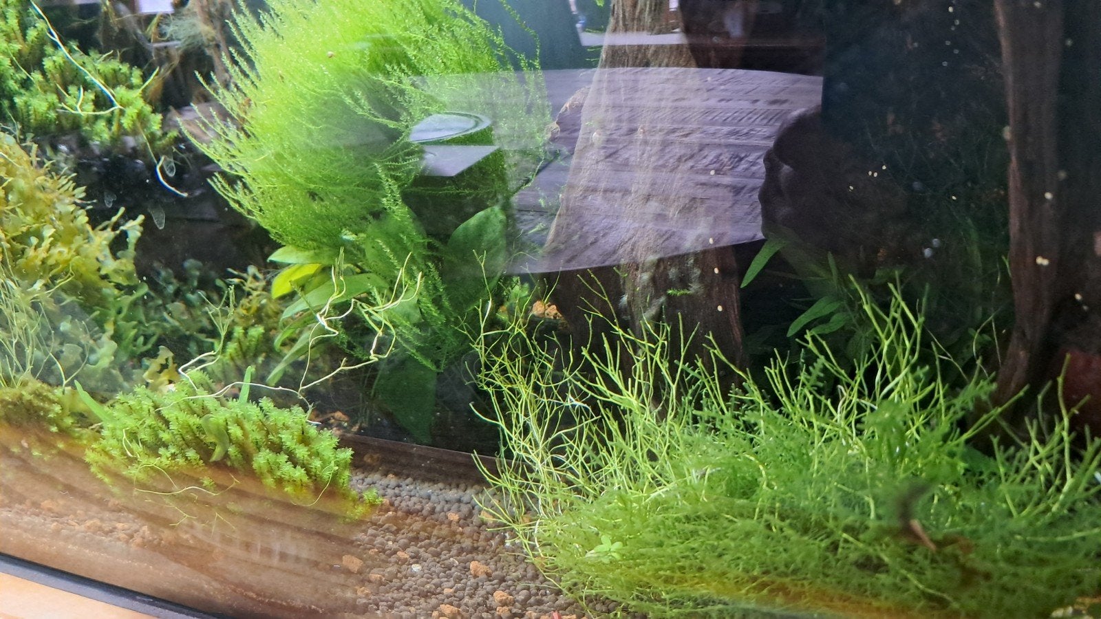 Veel moss voor aquarium /aquariumplanten, Dieren en Toebehoren, Ophalen, Plant(en), Steen of Hout