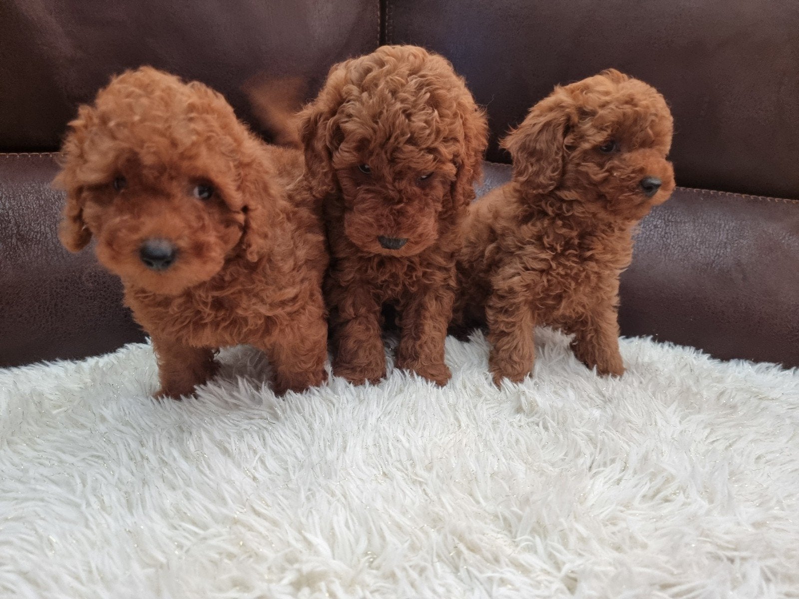 Toypoedel pups, 8 tot 15 weken, Parvo, Meerdere, Nederland