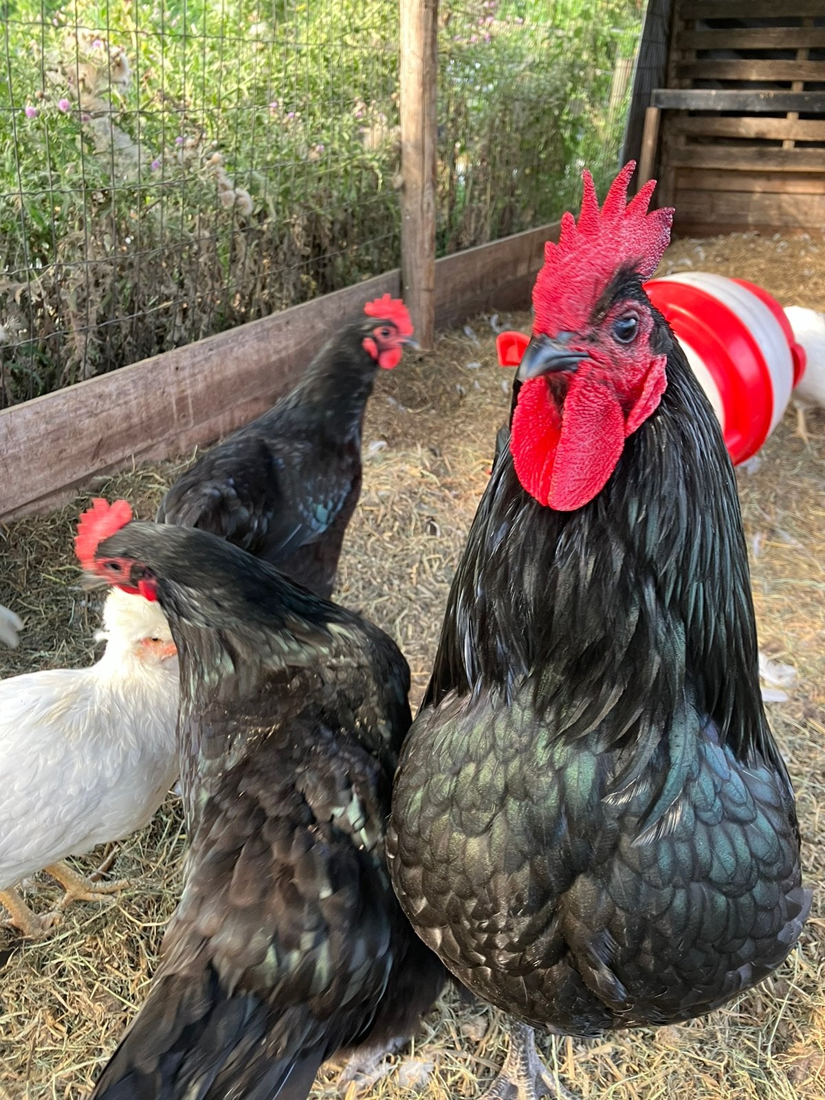 Trio Australorp, Dieren en Toebehoren, Pluimvee, Meerdere dieren, Kip