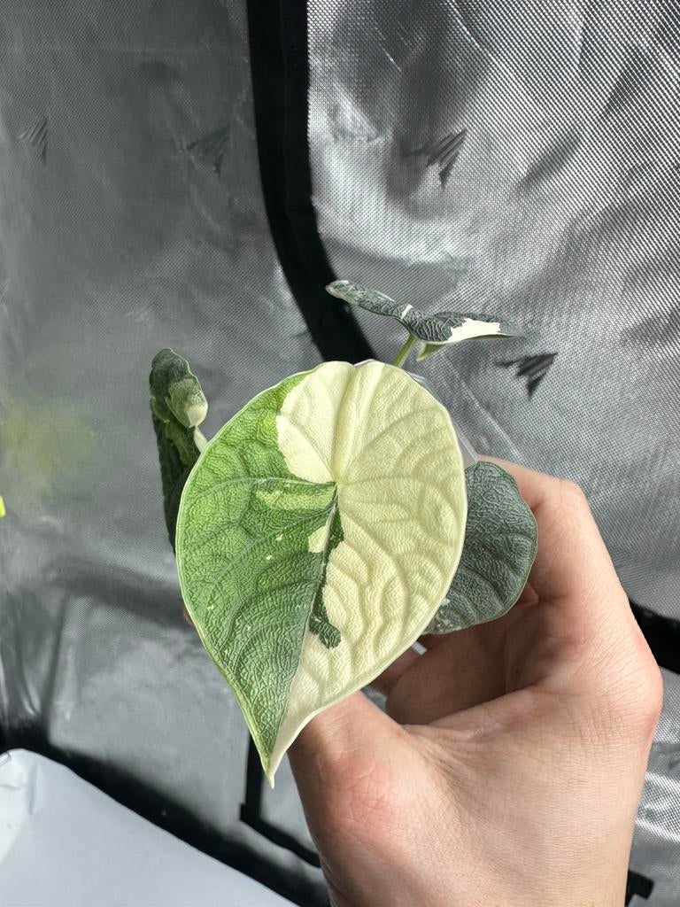 Alocasia Melo Albo Variegated, Huis en Inrichting, Kamerplanten, Ophalen of Verzenden, Halfschaduw, Minder dan 100 cm