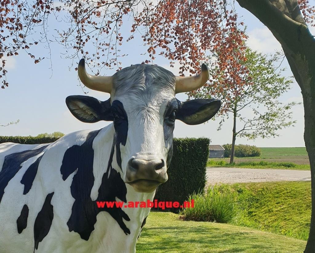 Koe levensecht ware groot  , boerderij koe, Ophalen of Verzenden, Nieuw, Kunststof, Dierenbeeld