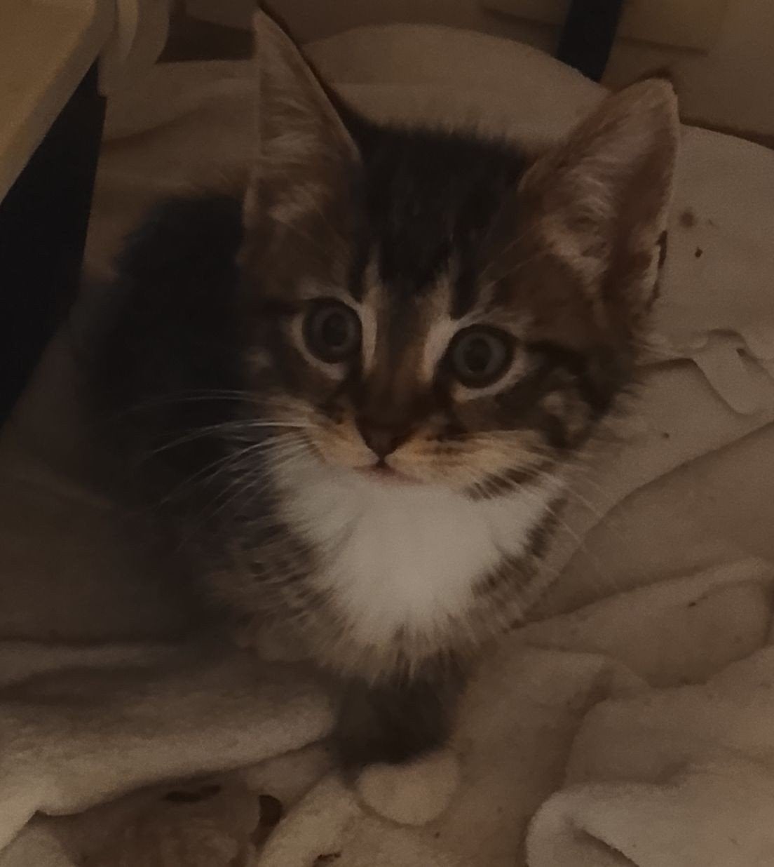 Lieve sociale Ragdoll Xing kittens, Meerdere dieren, Kortharig, 0 tot 2 jaar
