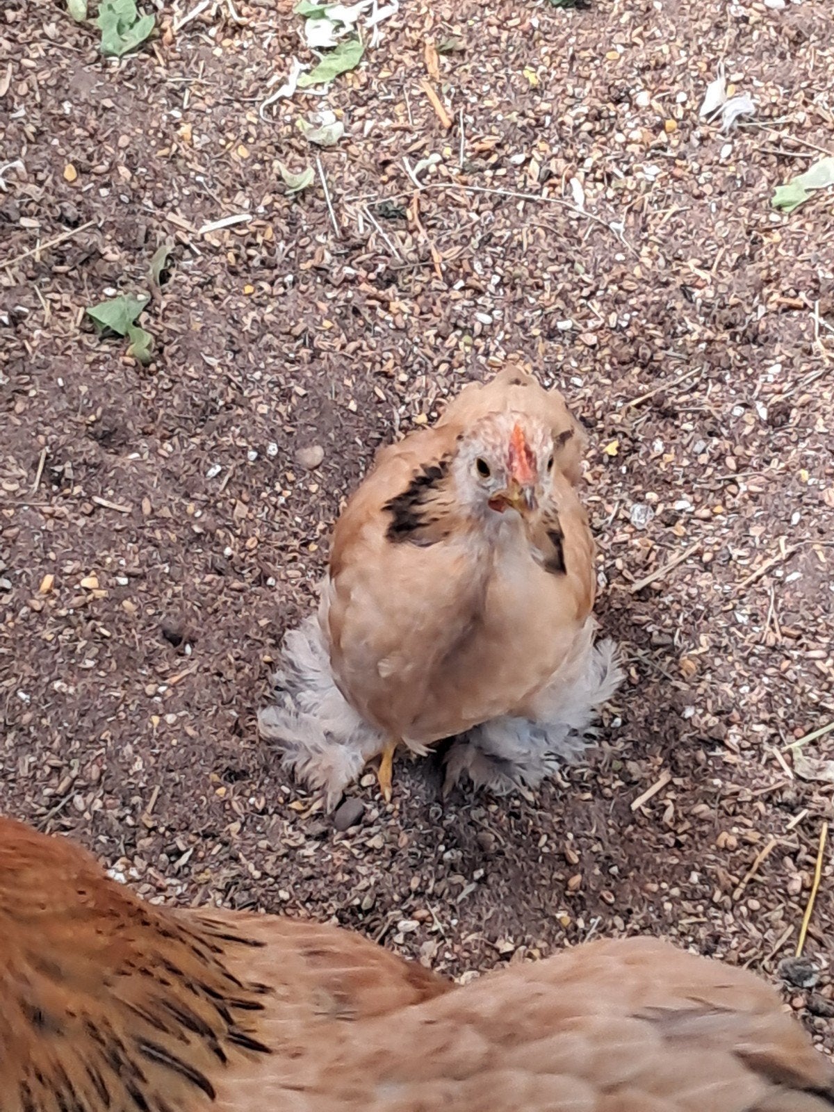 cochin kriel haantjes, Dieren en Toebehoren, Pluimvee, Meerdere dieren, Kip