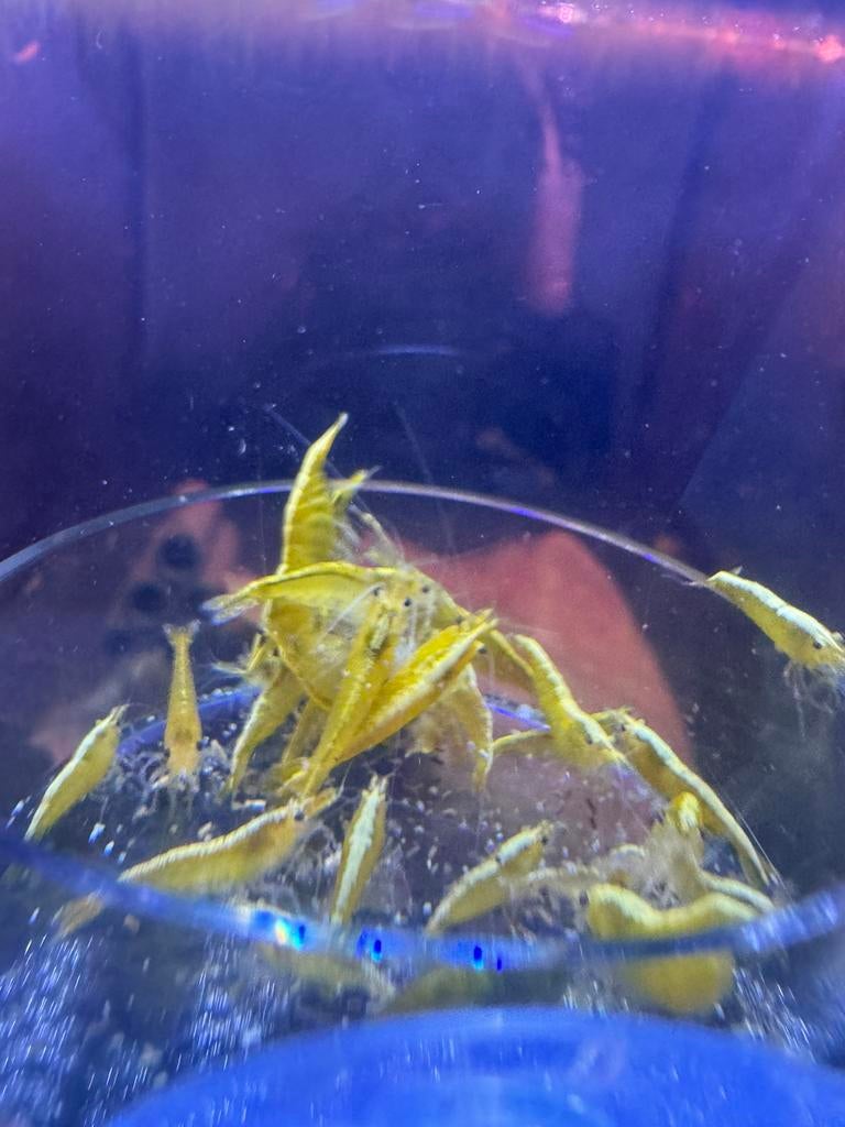 Gele garnalen op kraanwater, Dieren en Toebehoren, Vissen | Aquariumvissen, Kreeft, Krab of Garnaal, Zoetwatervis