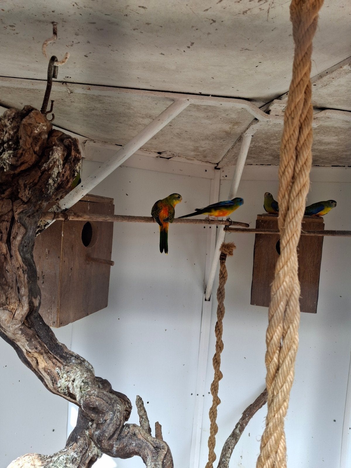 Turquoisine's voges, Meerdere dieren, Parkiet