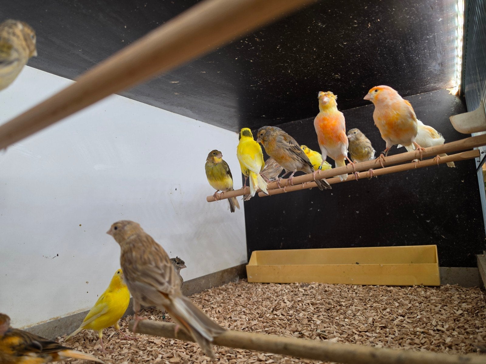 kanaries, Dieren en Toebehoren, Vogels | Overige Vogels, Meerdere dieren
