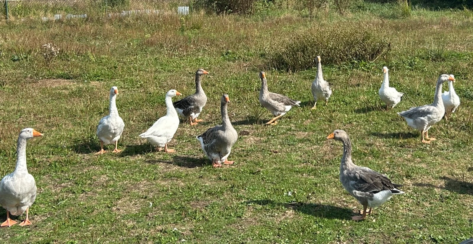 Jonge ganzen te koop mix wit en grauwe, Meerdere dieren, Gans of Zwaan