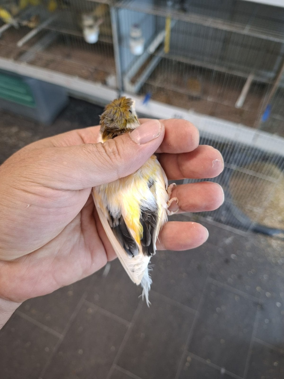 Verschillende soorten kanaries poppen en mannen.., Meerdere dieren