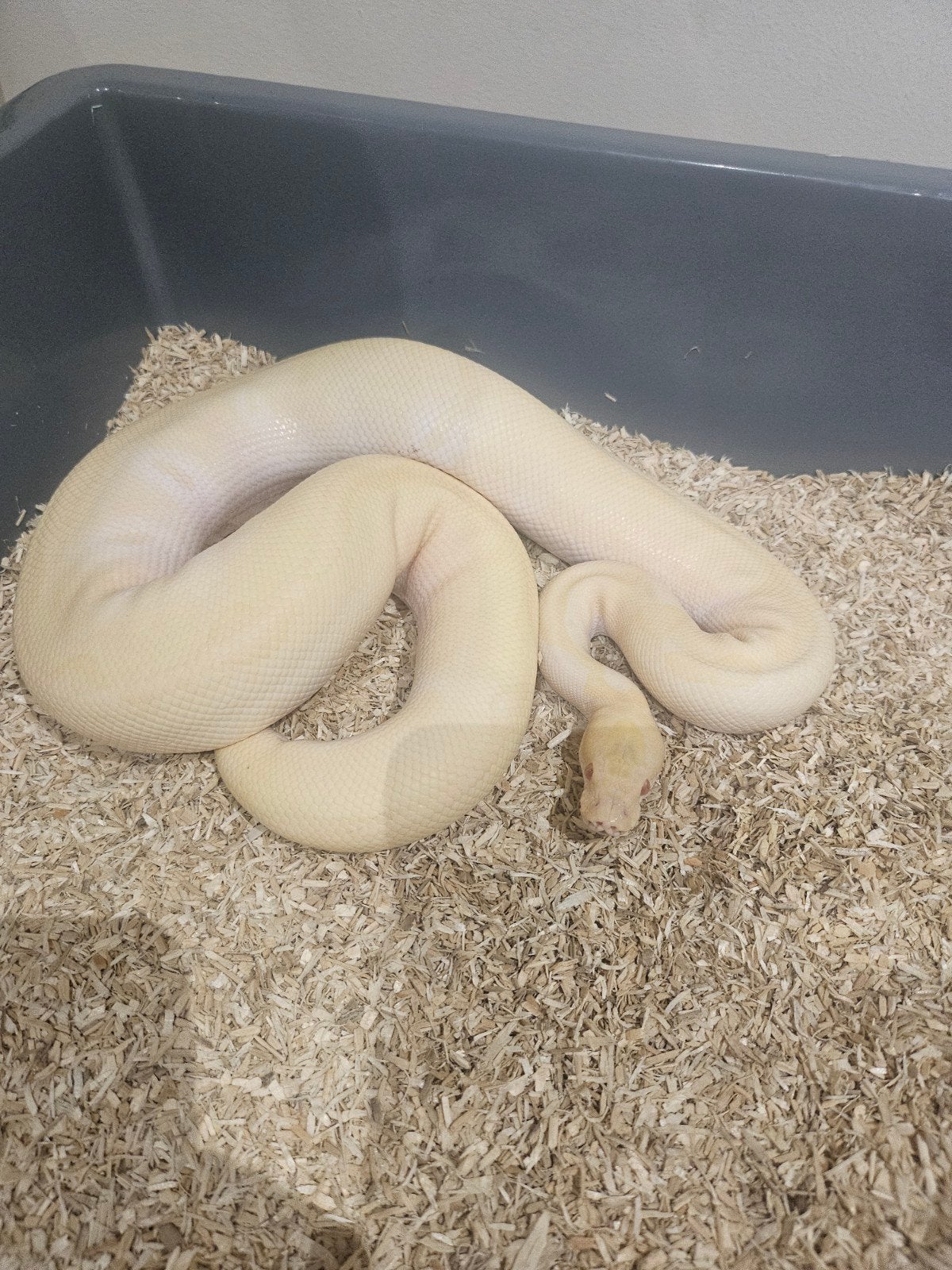 Regius Kweekman Ball Python photo 2