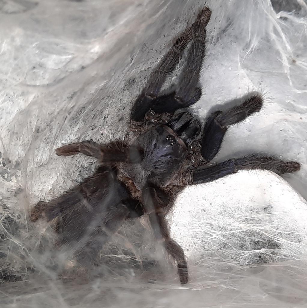 Phlogiellus johnreylazoi vrouw (Palawan Blue), Dieren en Toebehoren, Insecten en Spinnen, Spin of Schorpioen