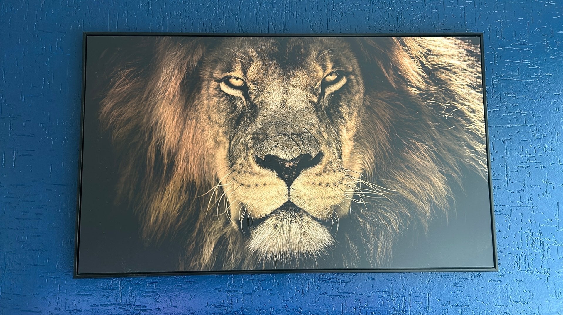 Groot Canvas Schilderij Leeuw, Ophalen, 50 – 75, Zo goed als nieuw, Schilderij