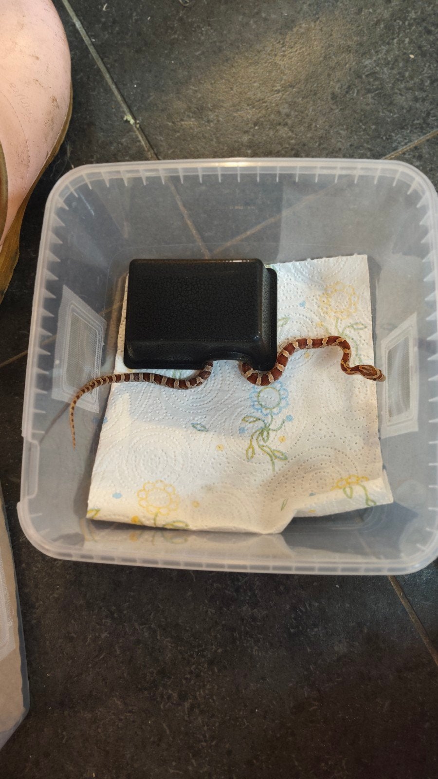 Rode rattenslang, juni 2026 Corn Snake photo 5