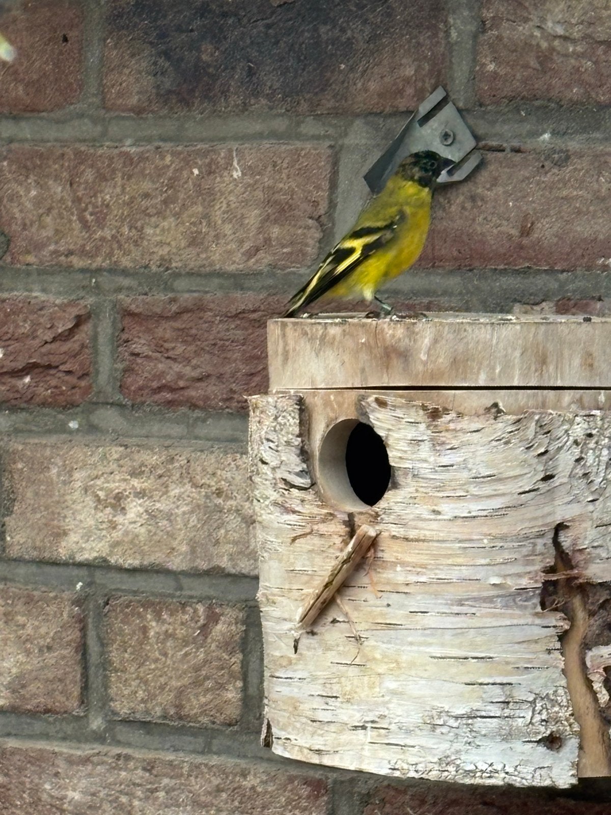 Zwartkopsijs man ruilen tegen pop, Dieren en Toebehoren, Mannelijk, Geringd