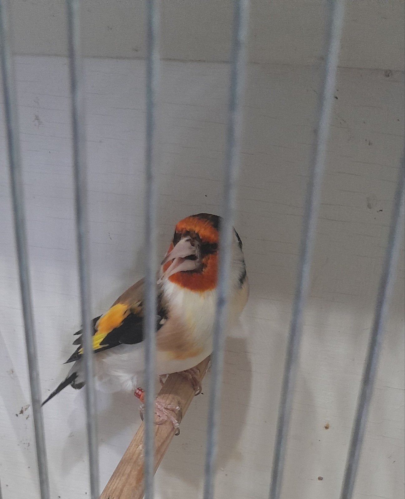 Majoor putter  man, Dieren en Toebehoren, Vogels | Overige Vogels, Mannelijk, Wildzangvogel, Geringd