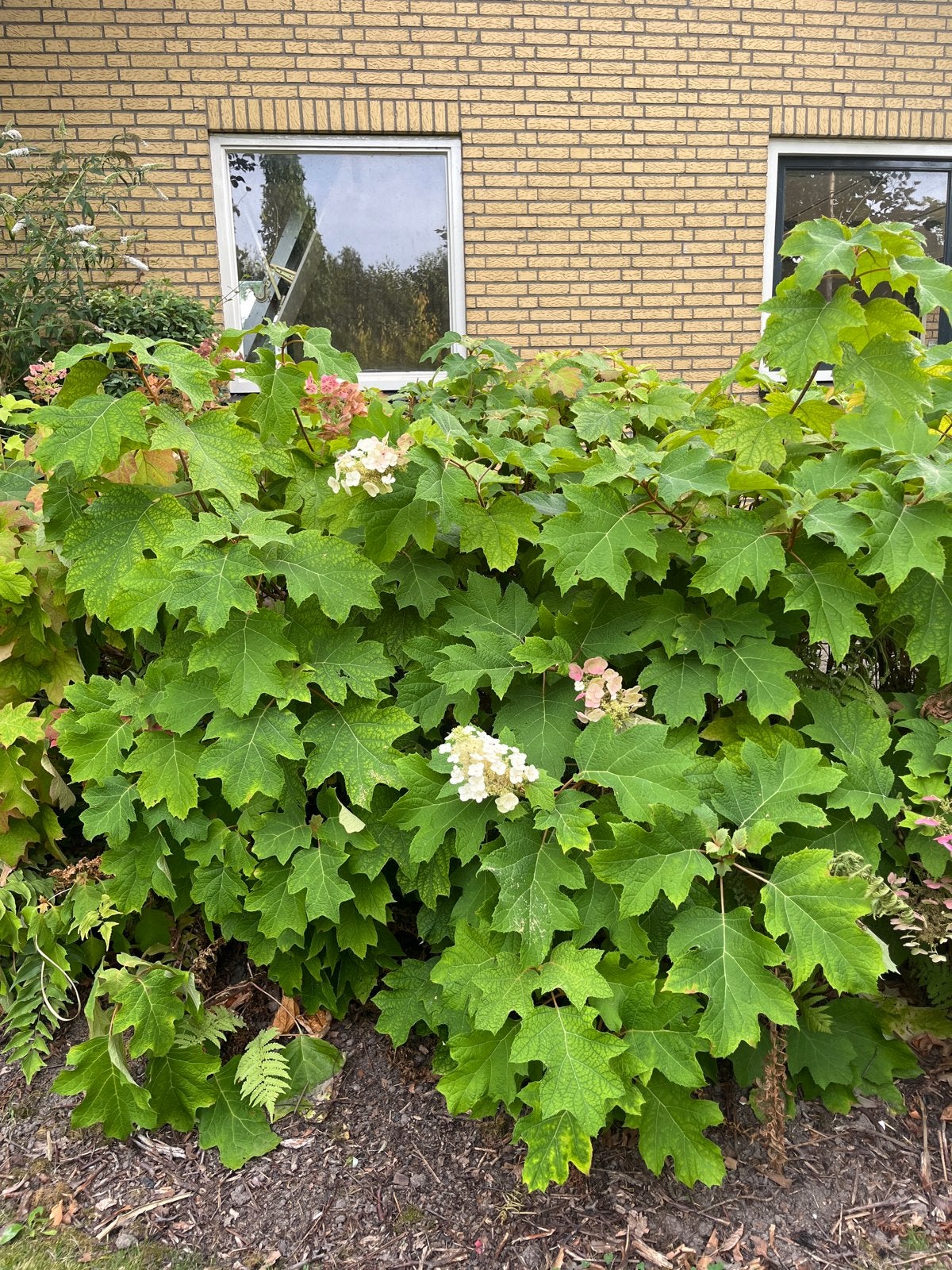 Eikenbladhortensia (Hydrangea quercifolia), Tuin en Terras, Planten | Tuinplanten, Vaste plant, Halfschaduw, Zomer, Ophalen
