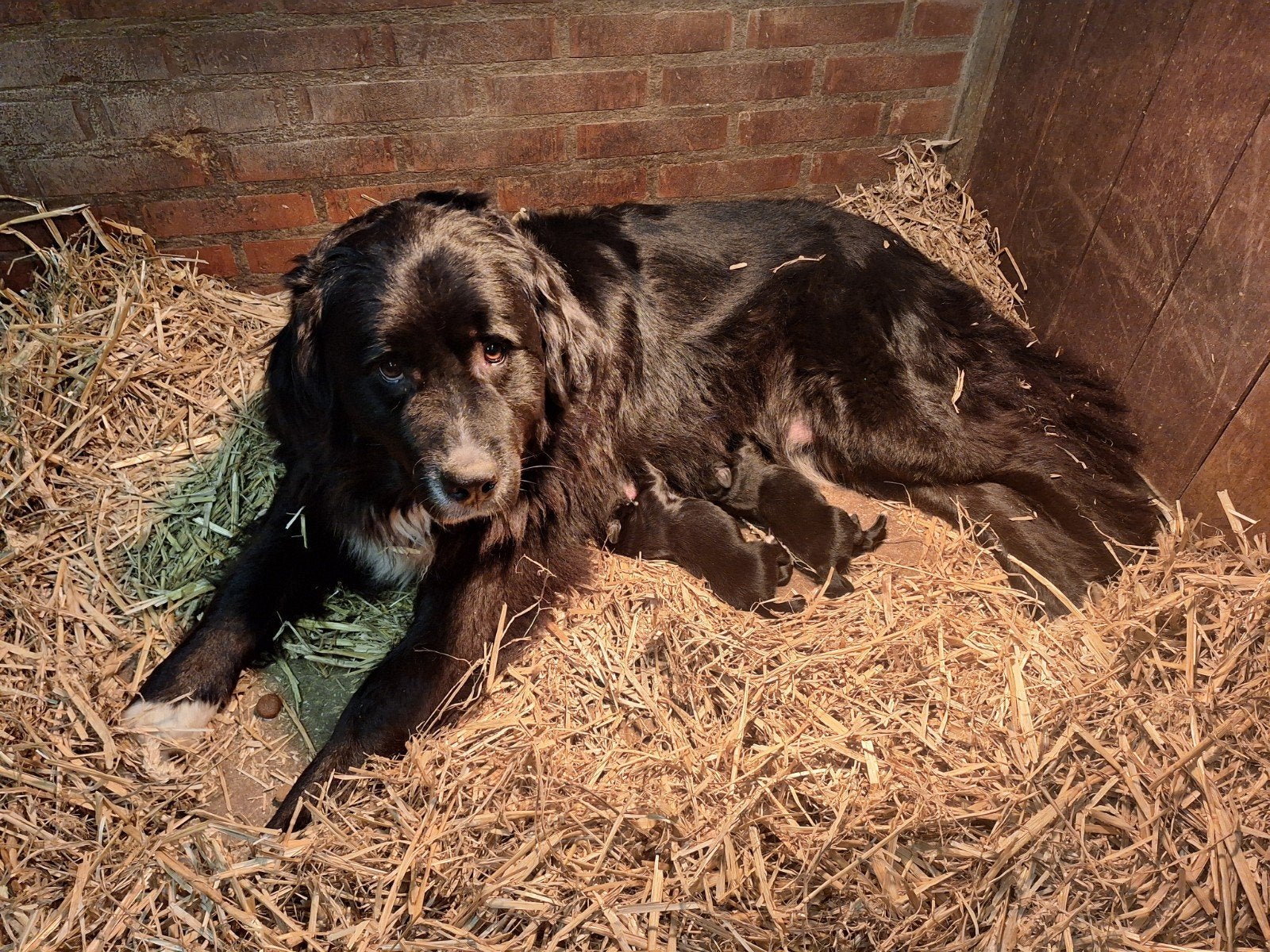 2 mooie pups kruising, Dieren en Toebehoren, 8 tot 15 weken, Meerdere, Meerdere dieren, Nederland