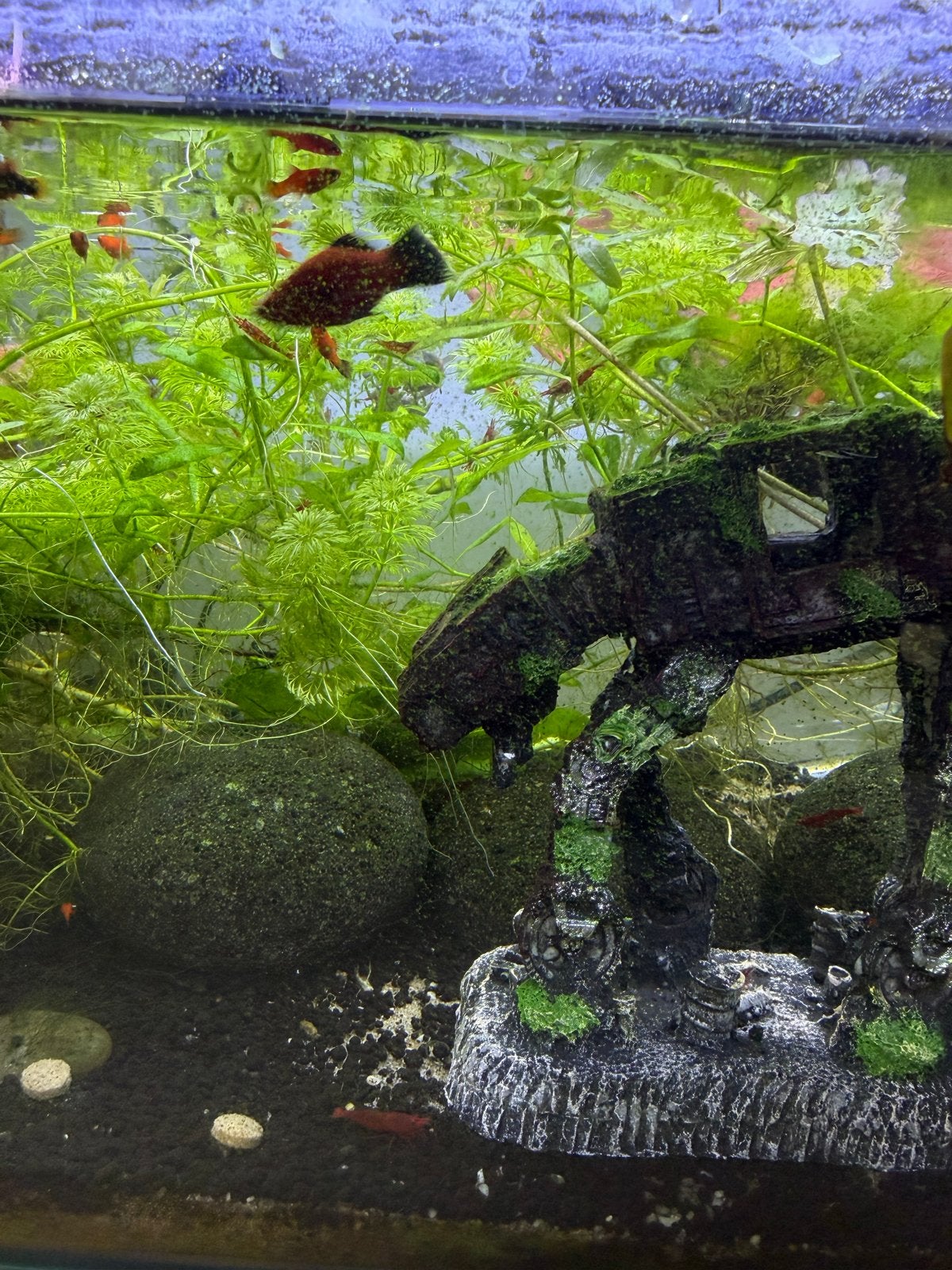 Platy aquariumvissen, Dieren en Toebehoren, Vissen | Aquariumvissen, Vis