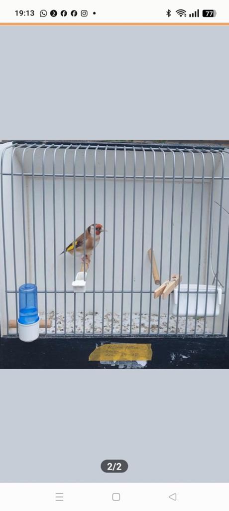 Koppel bloem/parva putters, Meerdere dieren, Wildzangvogel