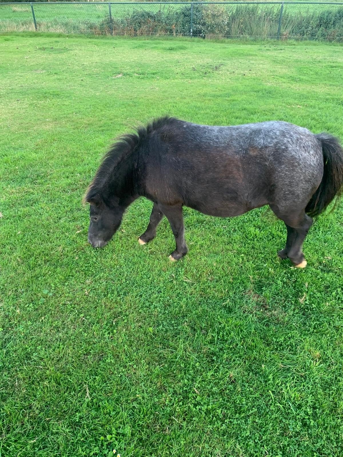 fewspot hengst en roan merrie, Dieren en Toebehoren, Merrie