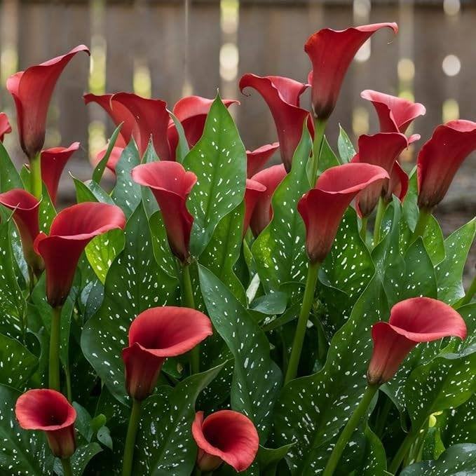 Bloeiende Zantedeschia's / Calla Lelie te koop gevraagd, Tuin en Terras, Bloembollen en Zaden, Ophalen, Voorjaar, Volle zon, Bloembol