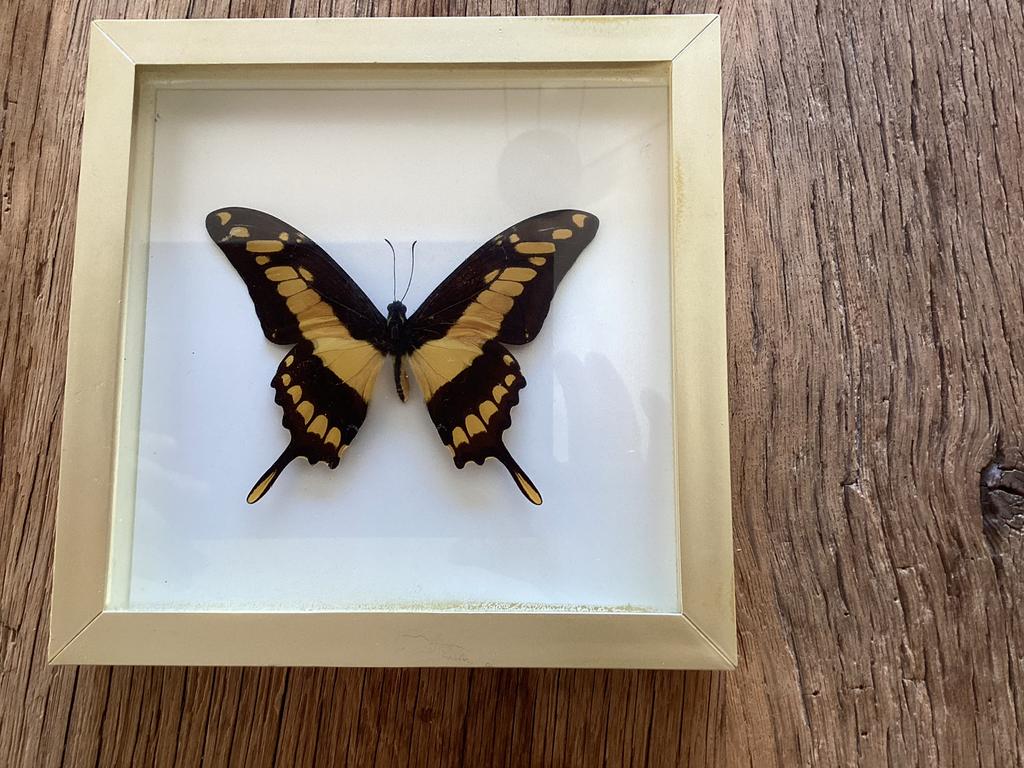 Prachtige grote vlinder in gouden lijst, Ophalen of Verzenden, Zo goed als nieuw, Insect, Opgezet dier