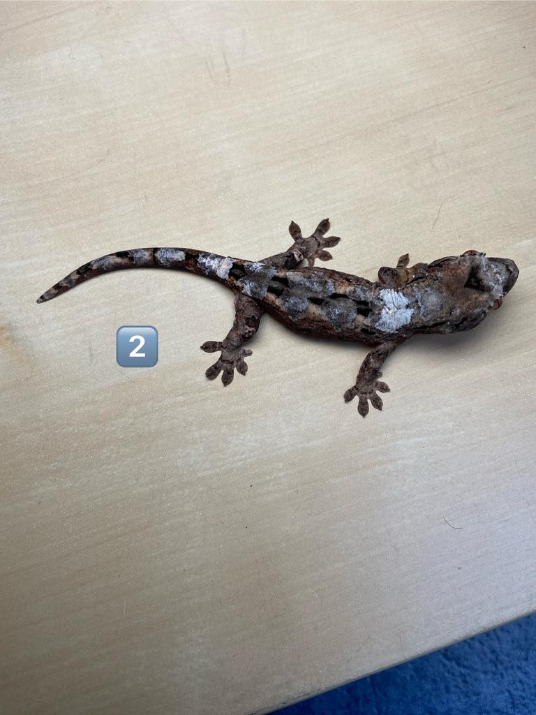 0.0.1 Chahoua Pine Island white collar, Amfibie, 0 tot 2 jaar