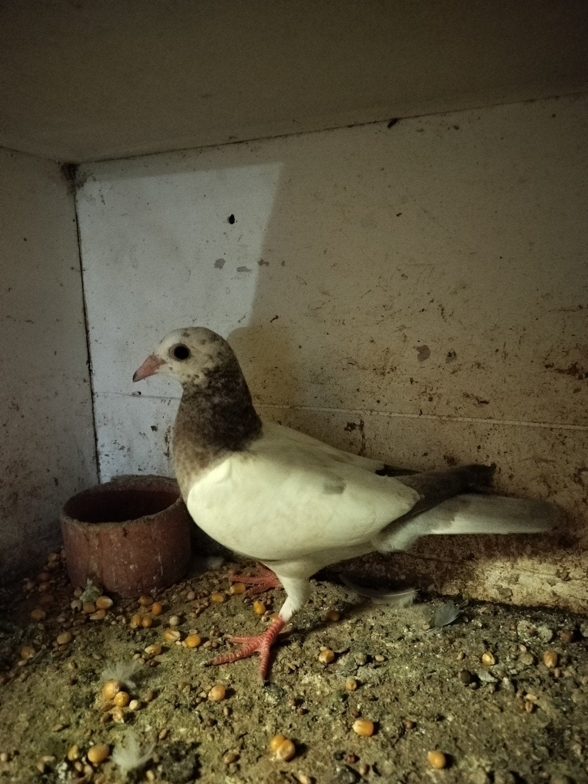 nog 5 mooie jonge duiven, Meerdere dieren, Overige soorten