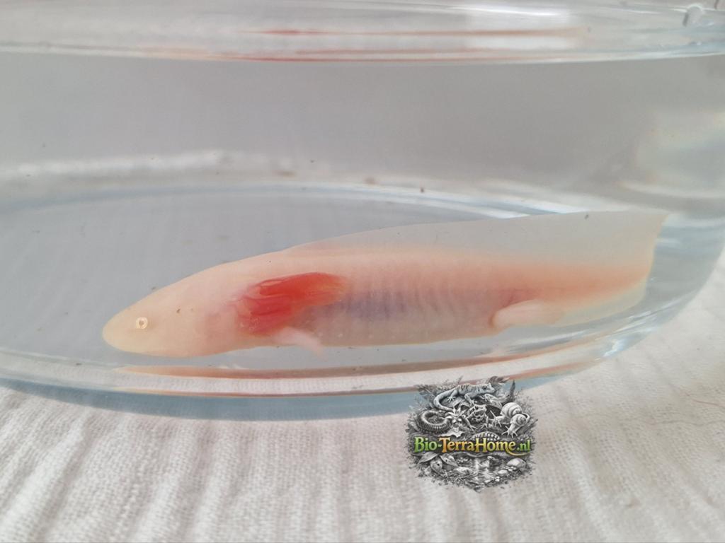 Axolotl (albino kleur) laatste!, Amfibie, 0 tot 2 jaar