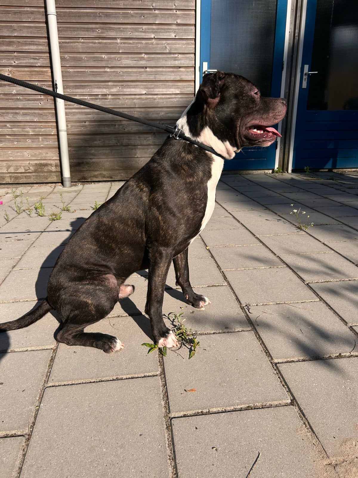 Pitbull x Dogo Argentino ( moet zsm weg ), Parvo, Reu, 1 tot 2 jaar, Groot